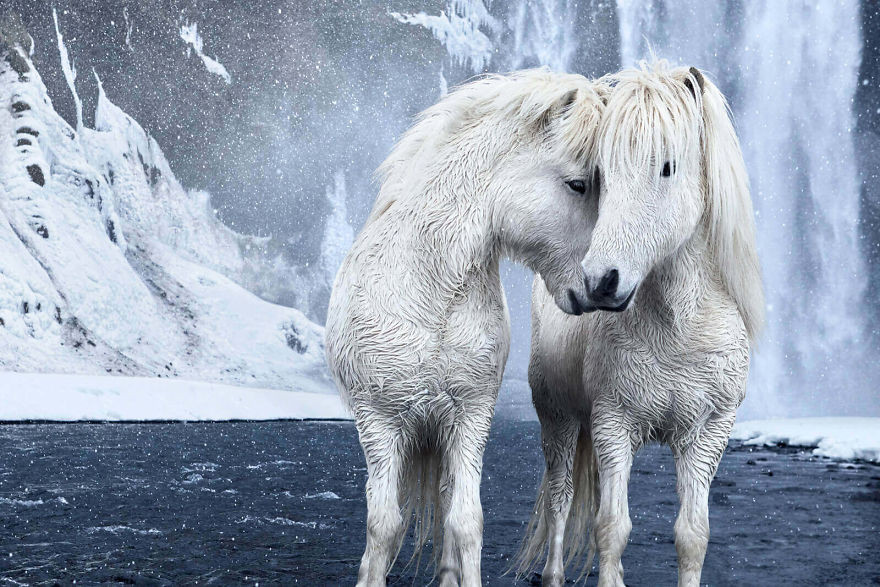 Τα πανέμορφα άγρια άλογα της Ισλανδίας [ΦΩΤΟ+ΒΙΝΤΕΟ]