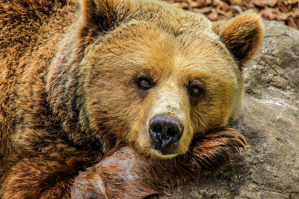 Βρήκαν νεκρή αρκούδα στο Βροντερό Φλώρινας