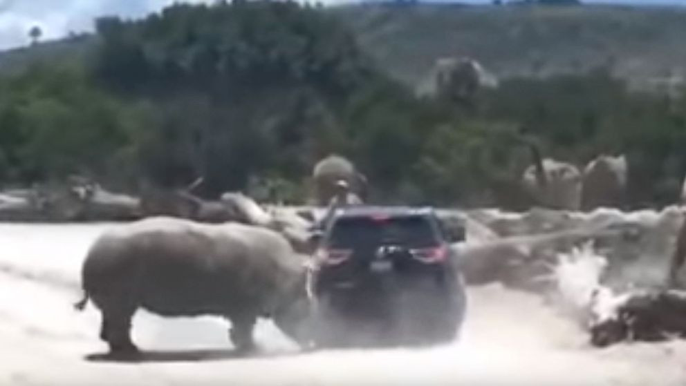 Ρινόκερος επιτέθηκε σε αυτοκίνητο σε πάρκο σαφάρι του Μεξικού [ΒΙΝΤΕΟ]