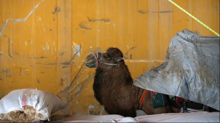 Τουρκία: 28χρονος αγρότης πουλά την καμήλα του για να εξαγοράσει τη στρατιωτική του θητεία