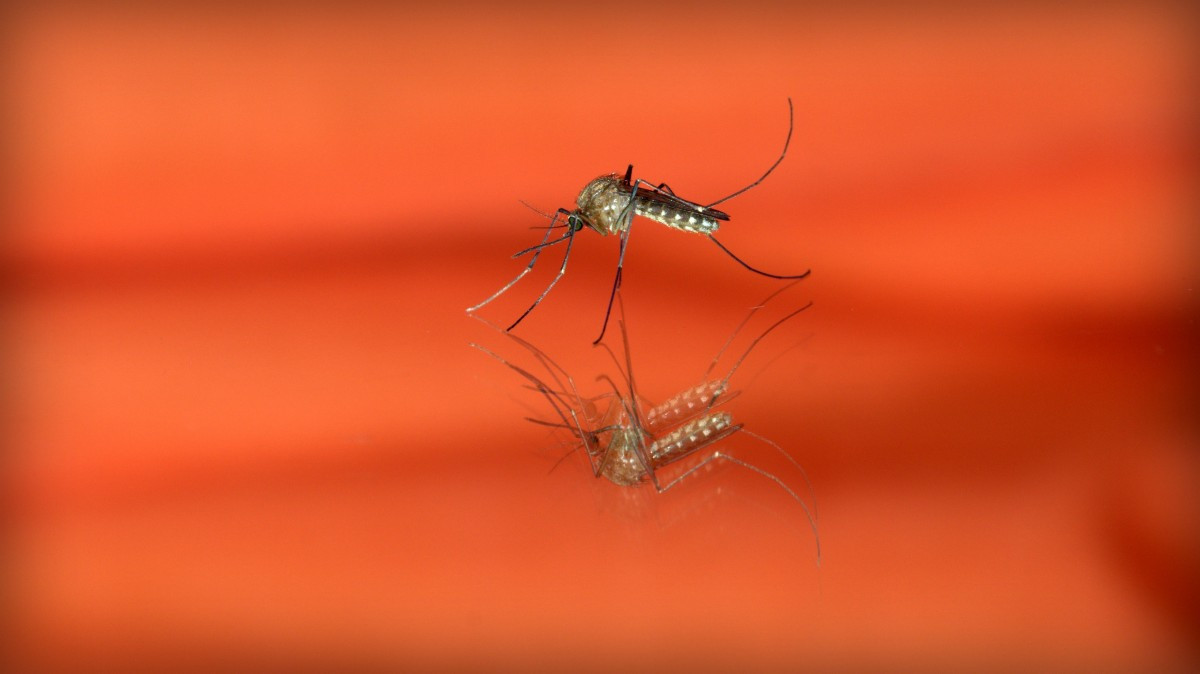 Γιατί είσαι τόσο νόστιμος για τα κουνούπια; Οι επιστήμονες απαντούν