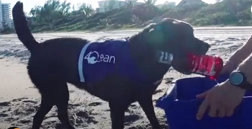 Ένας σκύλος που καθαρίζει το βυθό της θάλασσας από τα πλαστικά [ΒΙΝΤΕΟ]