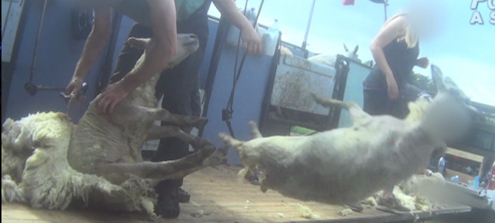 Βασανίζουν τα πρόβατα για να τα κουρέψουν: Τα χτυπούν με μπουνιές – κλοτσιές και τα μαχαιρώνουν