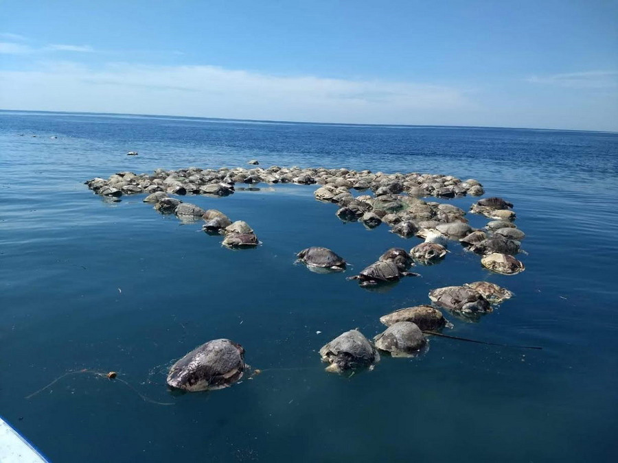 Εκατοντάδες νεκρές θαλάσσιες χελώνες στο Μεξικό