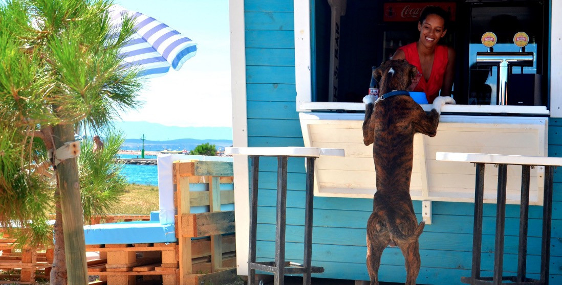 Σκυλίσια ζωή σε beach bar στην Κροατία [ΦΩΤΟ]