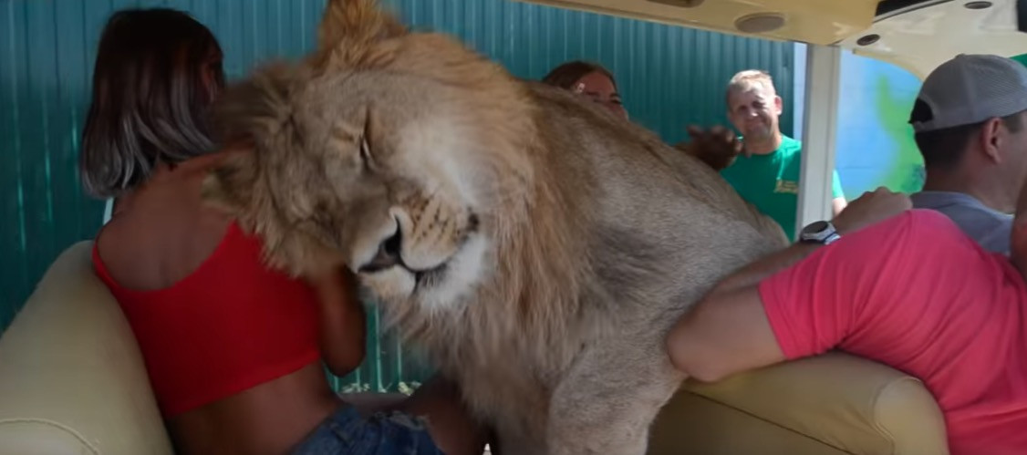 «Επίθεση αγάπης» από ένα λιοντάρι σε γκρουπ τουριστών [ΒΙΝΤΕΟ]