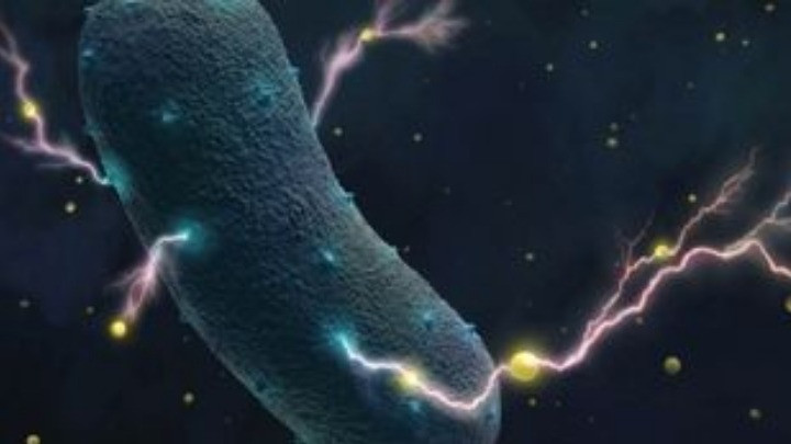 Επιστήμονες αποκάλυψαν το μυστικό των βακτηρίων του εντέρου: Παράγουν ηλεκτρικό ρεύμα!