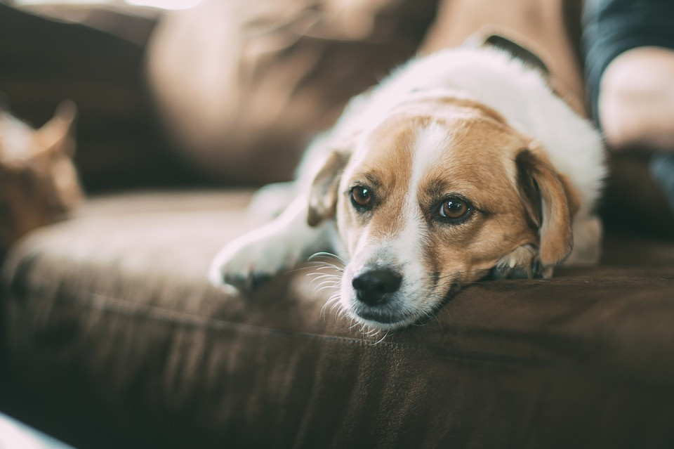 Πάσχουν οι σκύλοι από ψυχαναγκαστικές διαταραχές;