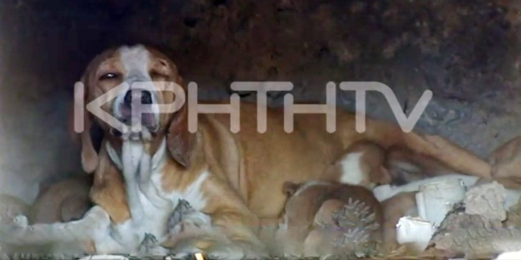Κτηνωδία στο Ηράκλειο: Έκλεισαν κουτάβια μέσα σε φούρνο και έβαλαν φωτιά [Βίντεο]