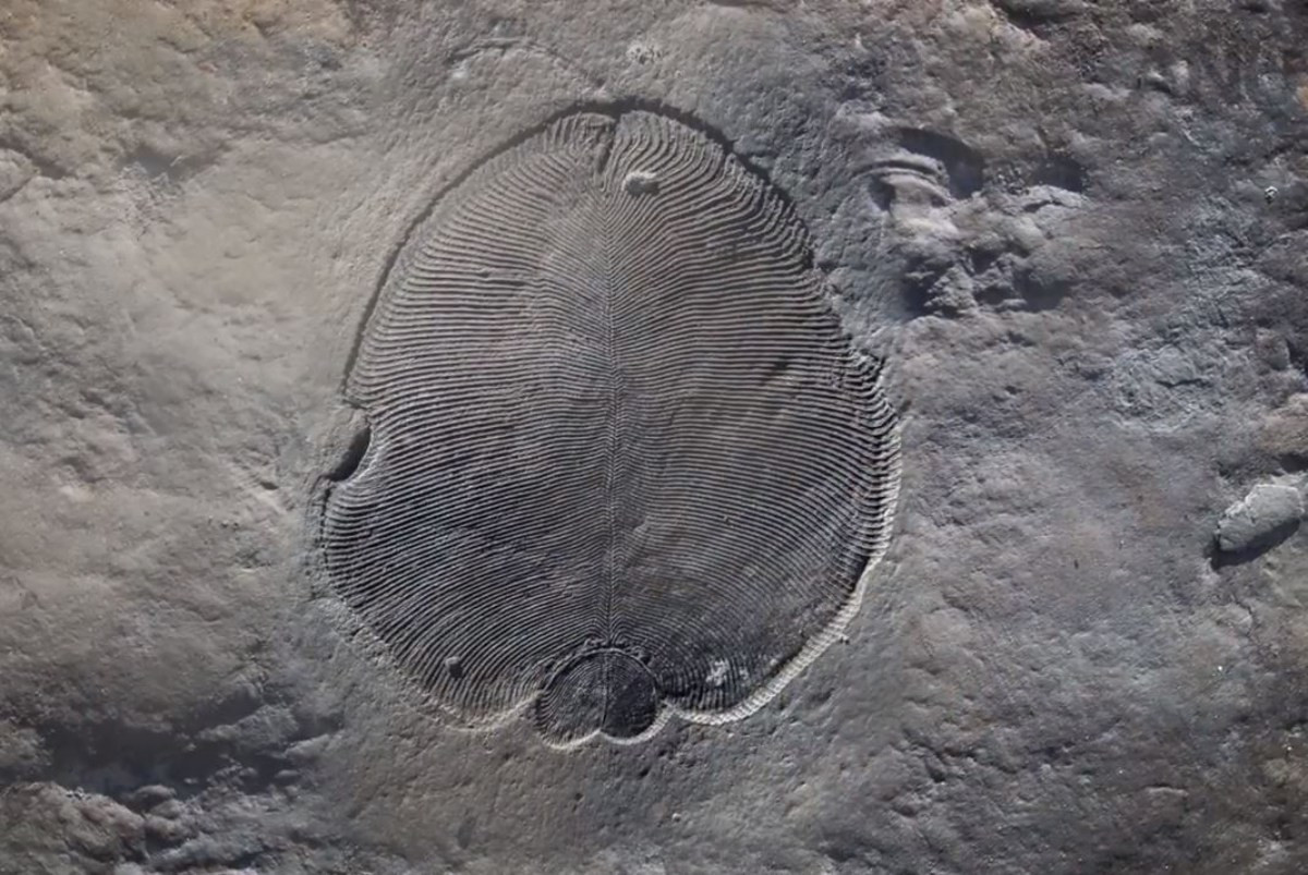 Ανακαλύφθηκαν «ίχνη» λίπους από το αρχαιότερο γνωστό ζώο που έζησε πριν 558 εκατομμύρια χρόνια