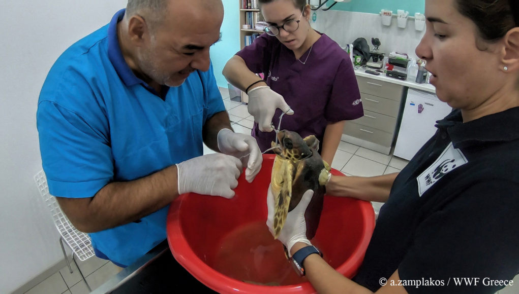 Γέφυρα σωτηρίας για μια τραυματισμένη θαλάσσια χελώνα στη Σύρο