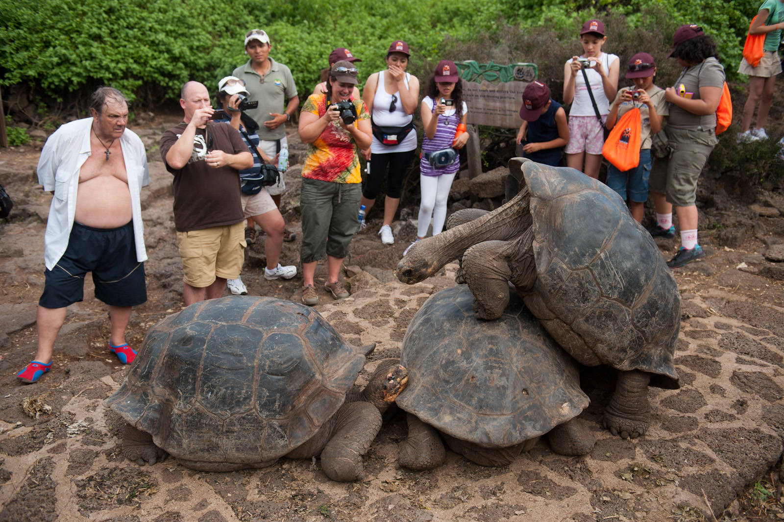 Έκλεψαν 123 μωρά γιγαντιαίων χελωνών από τα Νησιά Γκαλαπάγκος