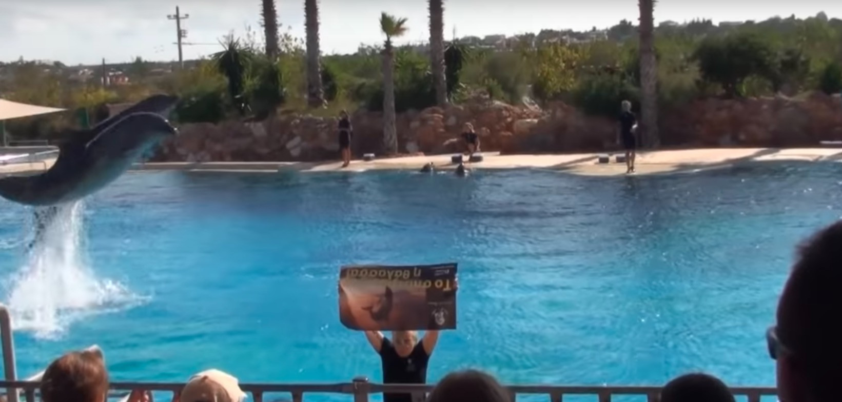 Μεγάλο πρόστιμο το Αττικό Ζωολογικό Πάρκο για την παράσταση των δελφινιών [Βίντεο]