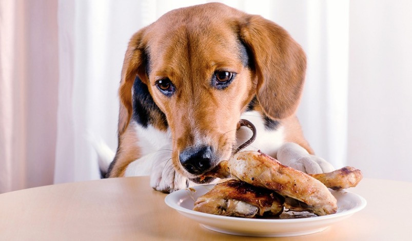 Tροφές που δεν πρέπει να δώσετε ποτέ στον σκύλο σας