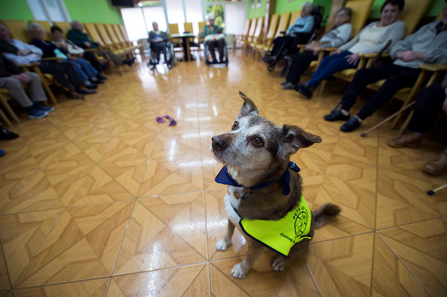 Θεραπεία μέσω… σκύλων στο Στρατιωτικό Νοσοκομείο Θεσσαλονίκης