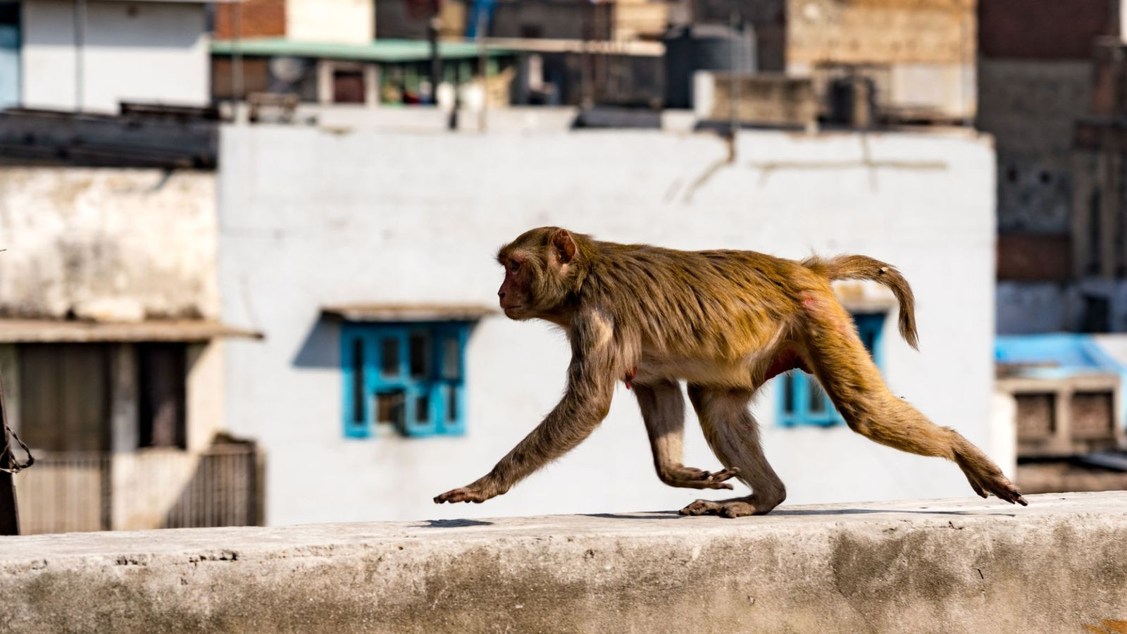 Ινδία: Φονική επίθεση μαϊμούδων με τούβλα σε 72χρονο