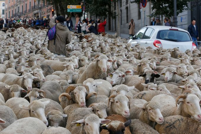 Γιατί η Μαδρίτη γέμισε πρόβατα; [ΒΙΝΤΕΟ]