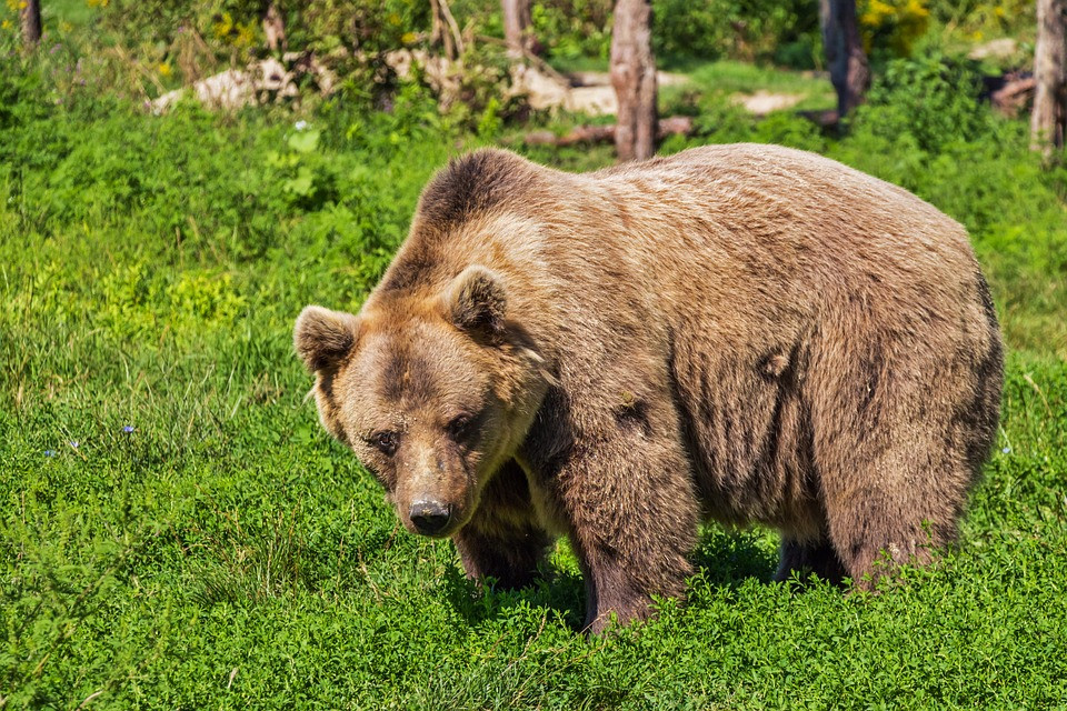 Κοζάνη: Νεκρή σε τροχαίο αρκούδα 390 κιλών