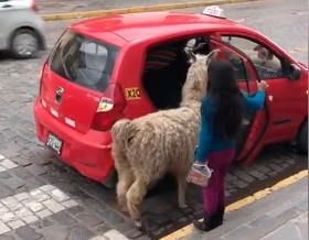 Περού: Όταν βάζεις μέσα στο ταξί μέχρι και λάμα [ΒΙΝΤΕΟ]