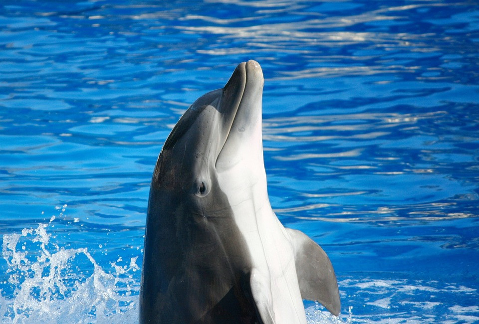 Βόρειο Αιγαίο: Τουλάχιστον 10 δελφίνια νεκρά τους τελευταίους τέσσερις μήνες