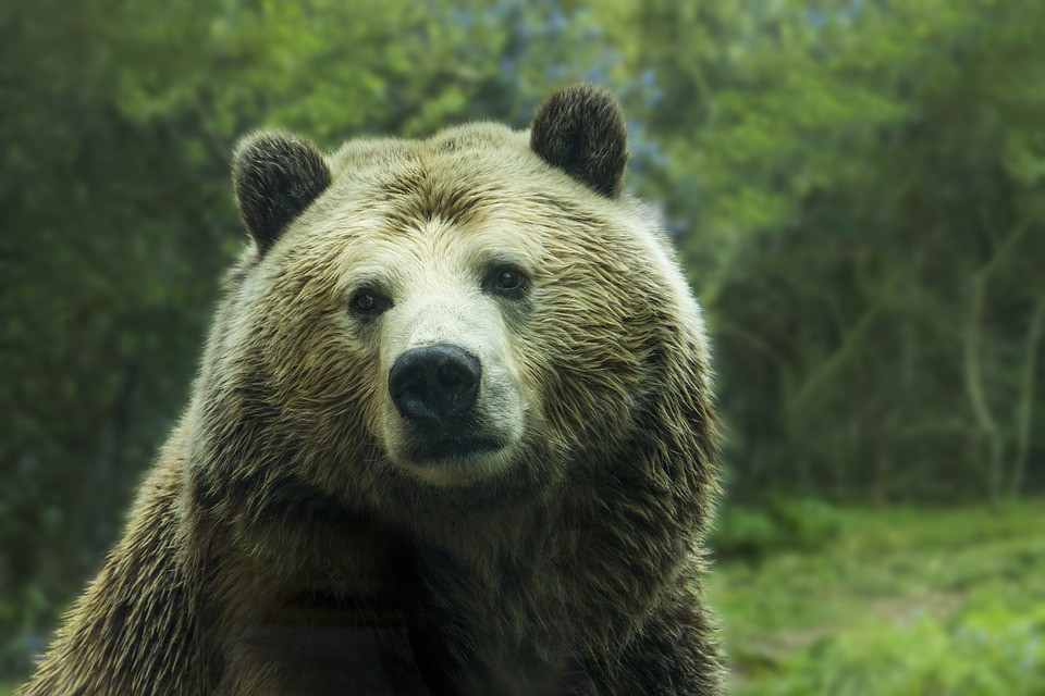 Ανήλικος ήρωας: Έσωσε τον ξάδερφο του από επίθεση αρκούδας και έχασε τη ζωή του