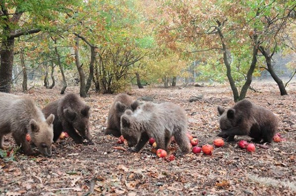 Τα πέντε ορφανά αρκουδάκια του Αρκτούρου ετοιμάζονται να επιστρέψουν στο φυσικό τους περιβάλλον