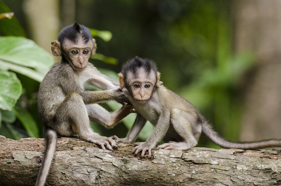 Οι ΗΠΑ χρησιμοποιούν ως πειραματόζωα περισσότερες μαϊμούδες από ποτέ