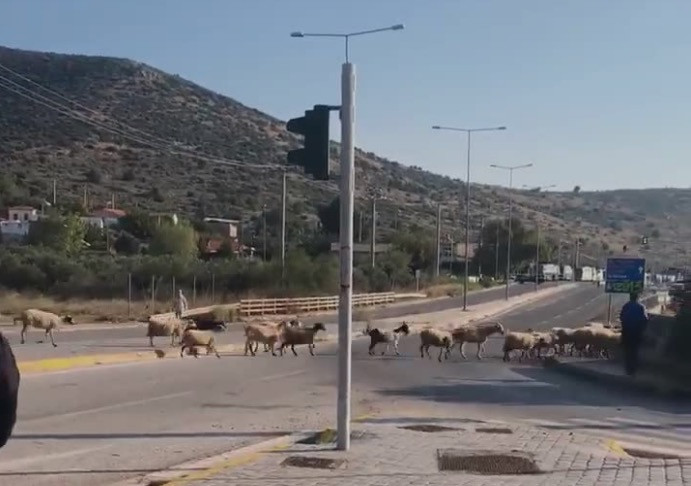 Πρόβατα πιο γρήγορα κι από τους αθλητές στον Μαραθώνιο της Αθήνας [Βίντεο]
