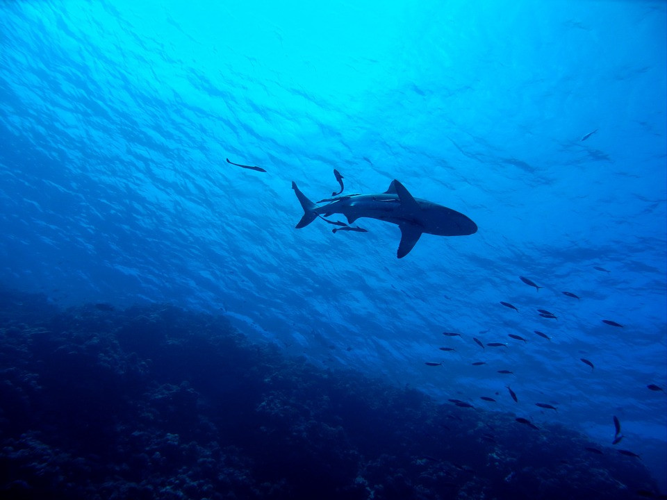 Καρχαρίας 2 μέτρων έκανε «βόλτες» στο Λουτράκι [Βίντεο]