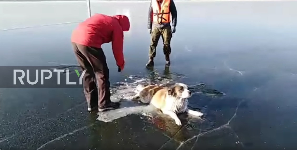Αυτή η διάσωση σκύλου από παγωμένη λίμνη κάνει το γύρο του διαδίκτυου [ΒΙΝΤΕΟ]