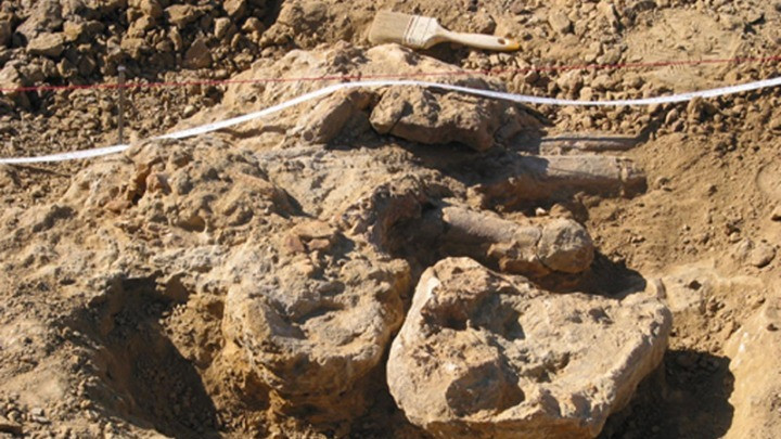 Προϊστορικός χαυλιόδοντας, μήκους δύο μέτρων, εντοπίστηκε στο ορυχείο Αμυνταίου της ΔΕΗ