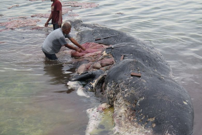 Έξι κιλά πλαστικά απόβλητα βρέθηκαν στο στομάχι νεκρής φάλαινας σε πάρκο στην Ινδονησία