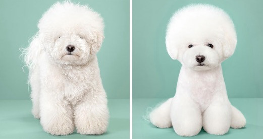 Σκύλοι με φωτογένεια: Πριν και μετά το κούρεμα… [ΦΩΤΟ]
