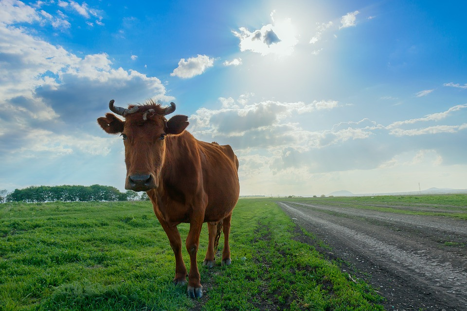 Οι Ελβετοί έκαναν δημοψήφισμα για… τα κέρατα των αγελάδων