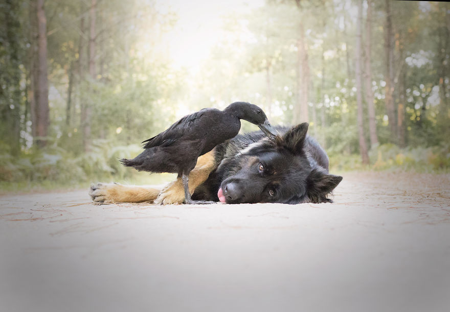 Η πιο περίεργη φιλία στο ζωικό βασίλειο: Σκύλος με πάπια [ΦΩΤΟ]