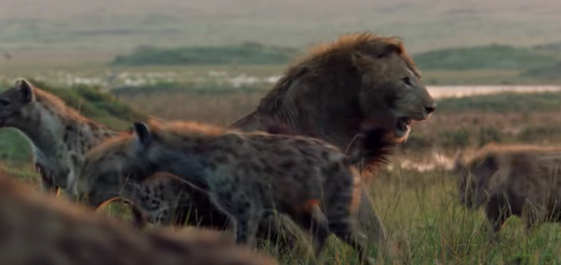 Επική μάχη: Ένα λιοντάρι vs 20 ίαινες [ΒΙΝΤΕΟ]