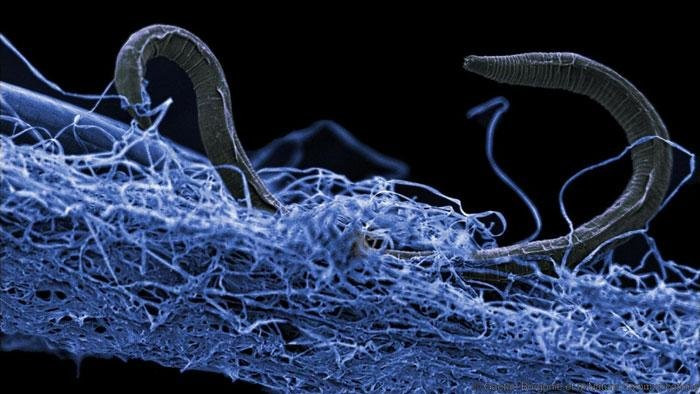 Η «σκοτεινή ύλη» της γης: Ζόμπι, βακτήρια και μικροοργανισμοί