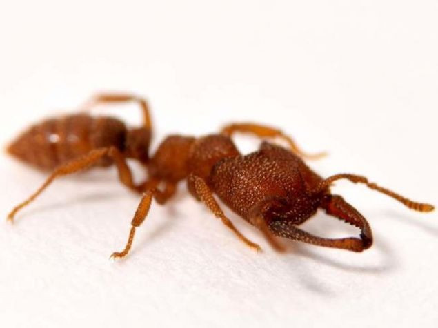 Μυρμήγκι «Δράκουλας»: Το ζώο με την πιο γρήγορη κίνηση στη φύση [ΒΙΝΤΕΟ]