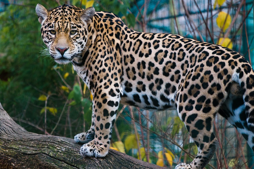 Το Αττικό Ζωολογικό Πάρκο σκότωσε δύο σπάνια τζάγκουαρ
