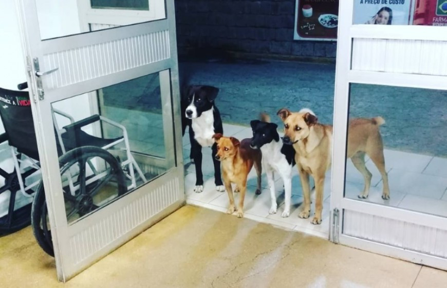 Σκυλίσια υπομονή: Περιμένουν τον άστεγο φίλο τους έξω από το νοσοκομείο [ΦΩΤΟ]