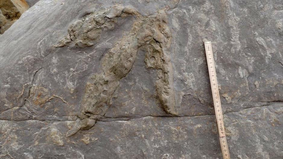 Ανακάλυψαν πατημασιές δεινοσαύρων ηλικίας τουλάχιστον 100 εκατ. ετών