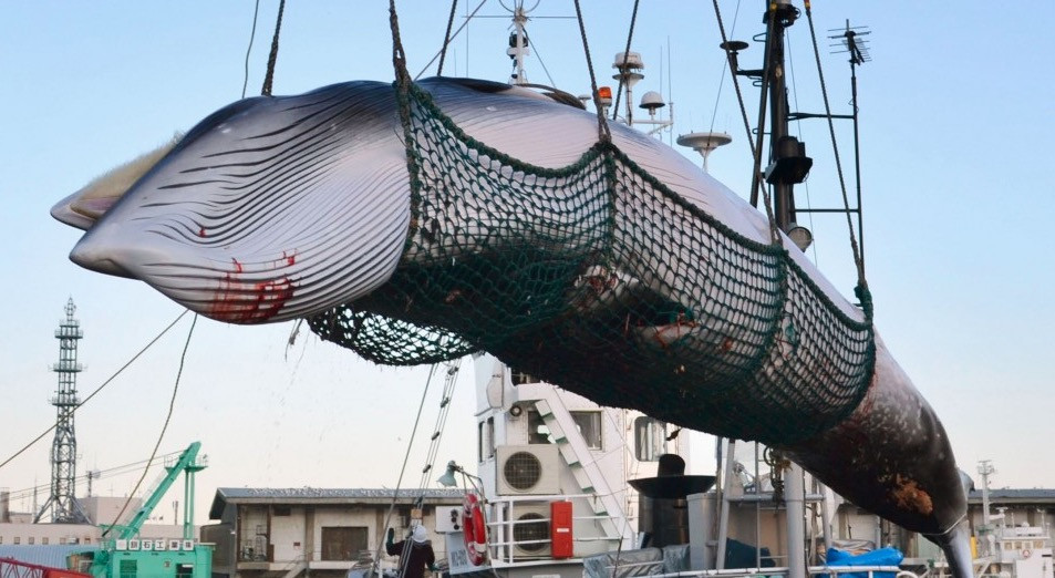 Η Ιαπωνία επιστρέφει στη μεγάλη σφαγή των φαλαινών