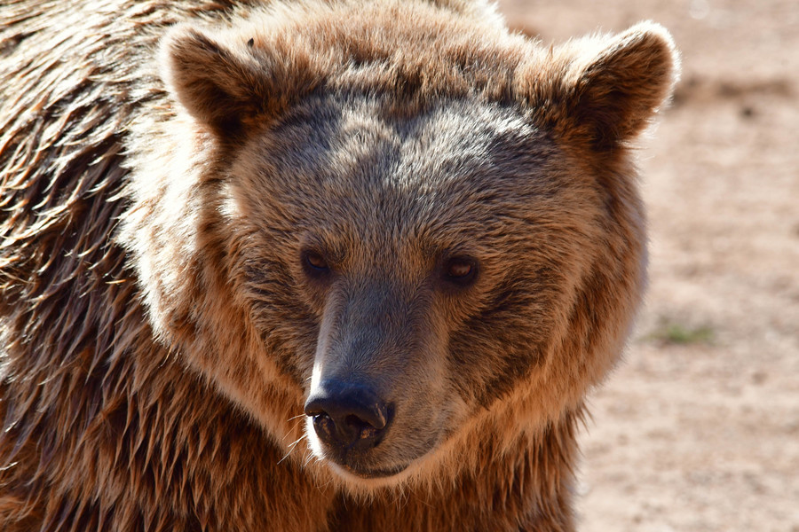 Κοζάνη: Δηλητηρίασαν και αποκεφάλισαν έγκυο αρκούδα