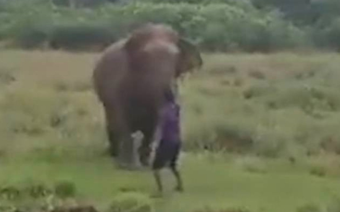 Τραγικό τέλος για άνδρα που ποδοπατήθηκε από ελέφαντα [ΒΙΝΤΕΟ]