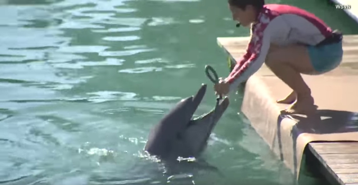 Πρόταση γάμου με την βοήθεια ενός… δελφινιού [ΒΙΝΤΕΟ]