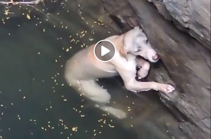 Απίστευτη διάσωση σκύλου από πηγάδι [ΒΙΝΤΕΟ]