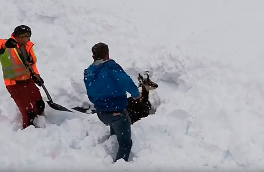 Σύγχρονοι ήρωες: Απεγκλώβισαν κατσίκα από το χιόνι [ΒΙΝΤΕΟ]