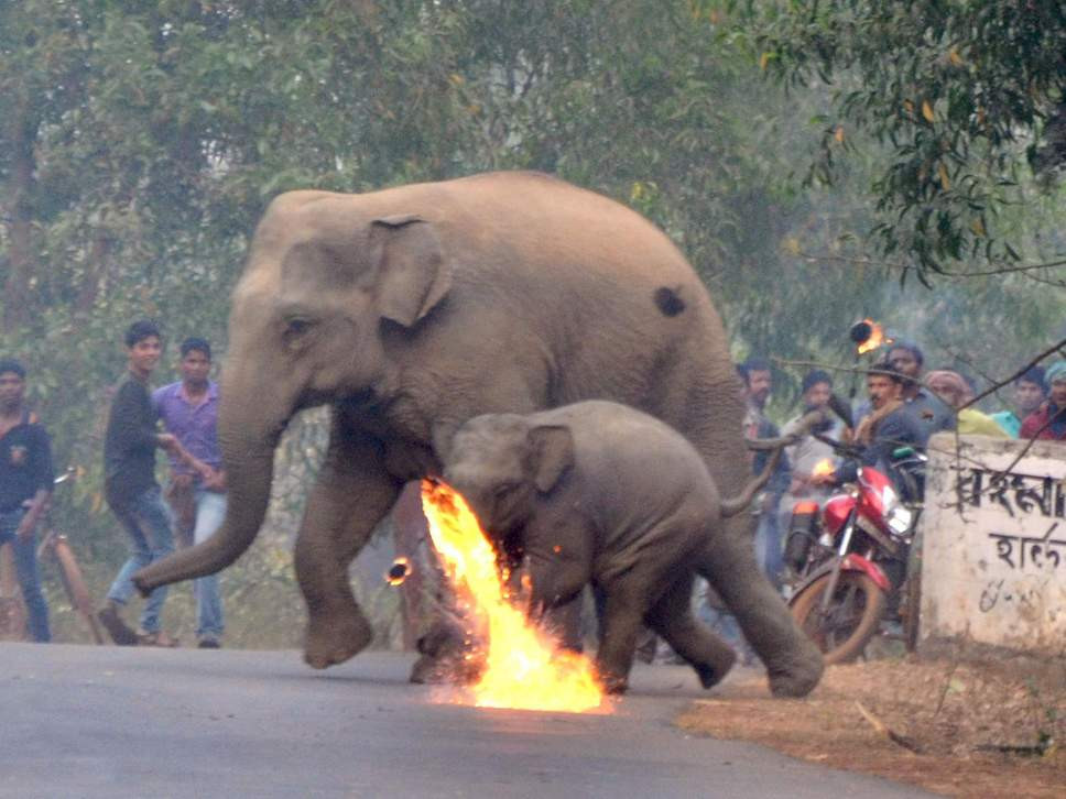 Ινδία: Αγρότες επιτέθηκαν με φωτιές σε ελέφαντες [ΦΩΤΟ]