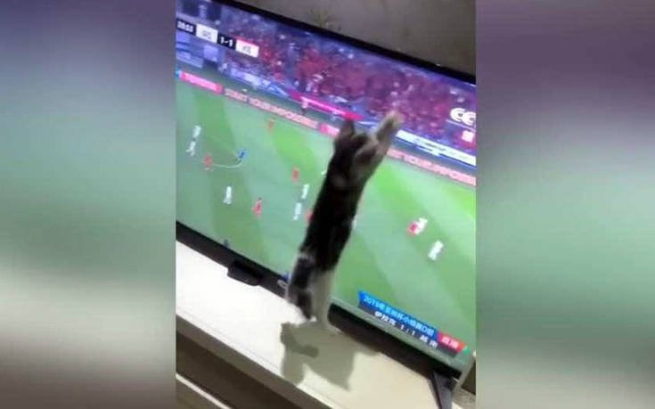 Όταν η γάτα προσπαθεί να πιάσει την μπάλα στην… οθόνη [ΒΙΝΤΕΟ]