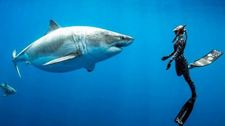 Δύτες κολύμπησαν πλάι σε έναν από τους μεγαλύτερους καρχαρίες που έχει δει ποτέ άνθρωπος [Βίντεο]